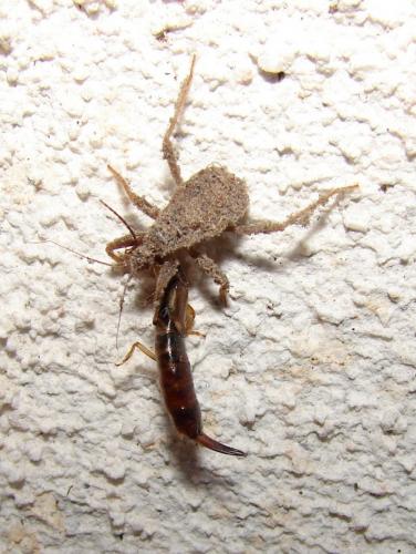 Forficula auricularia